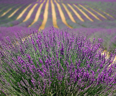 Lavender Fields