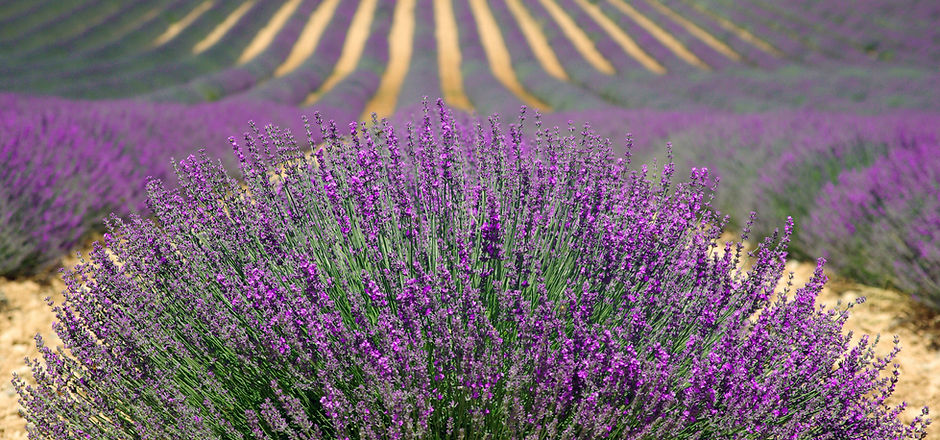 Champs de lavande