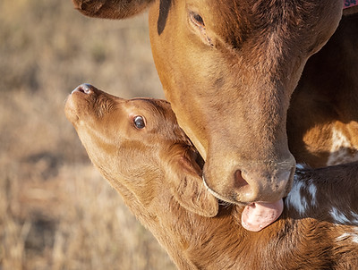 Cow and Calf