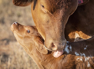 Cow and Calf