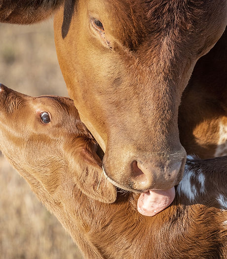 A mother cow cleaning her calf