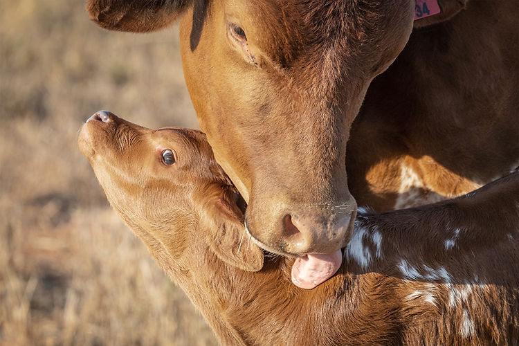 Cow and Calf