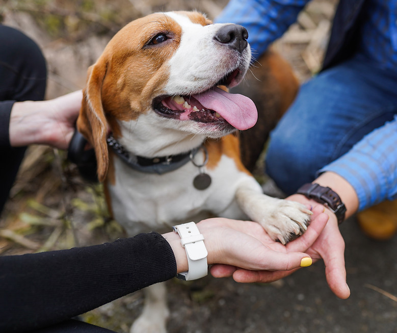 Happy Beagle