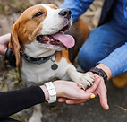 Happy Beagle