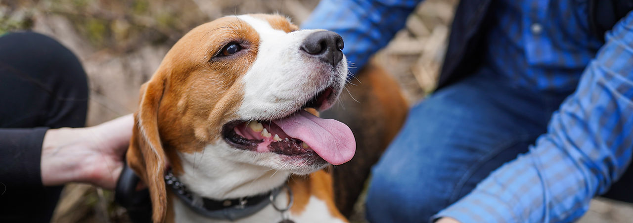 um casal afaga seu cão que toma floral vegano em glóbulos para pets