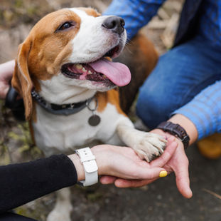 ein glücklicher Beagle
