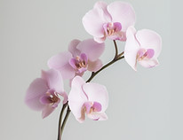 Pink Orchid on Stem