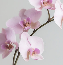 OrquÃdea rosa no caule