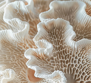 Zbliżenie tekstury koralowca