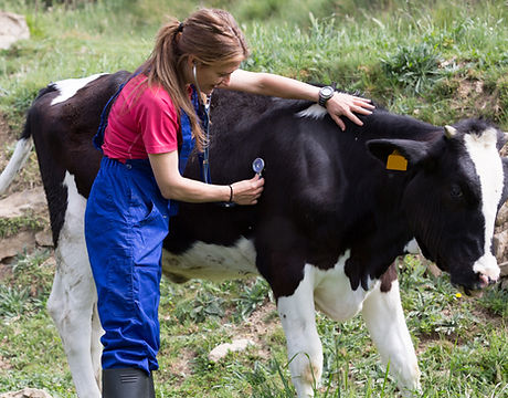 Bovine Veterinarian