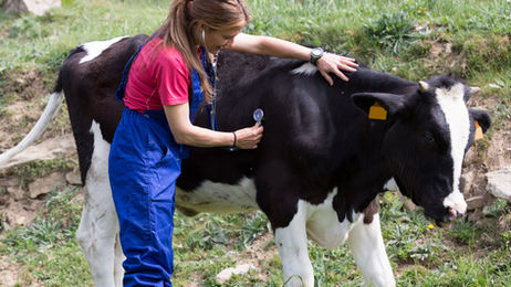 A ag-school student gets hands-on experience with a wide variety of agricultural components, including livestock.