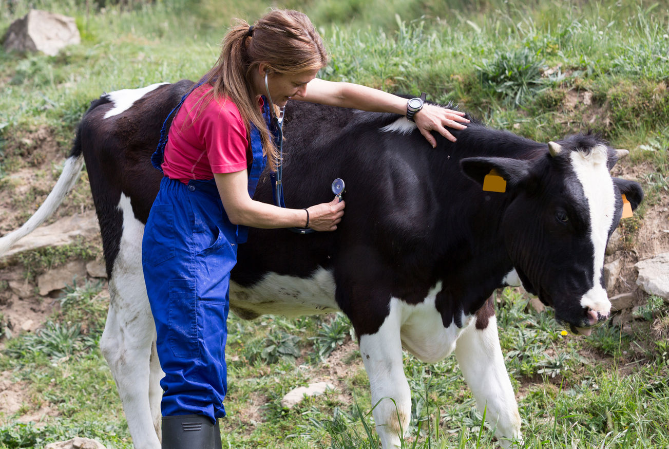 Bovine Veterinarian
