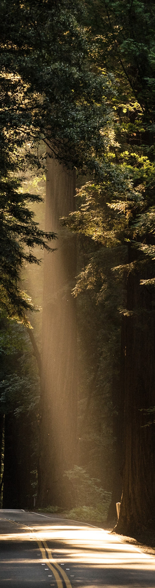 Forest Road