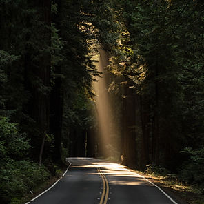 forest Road