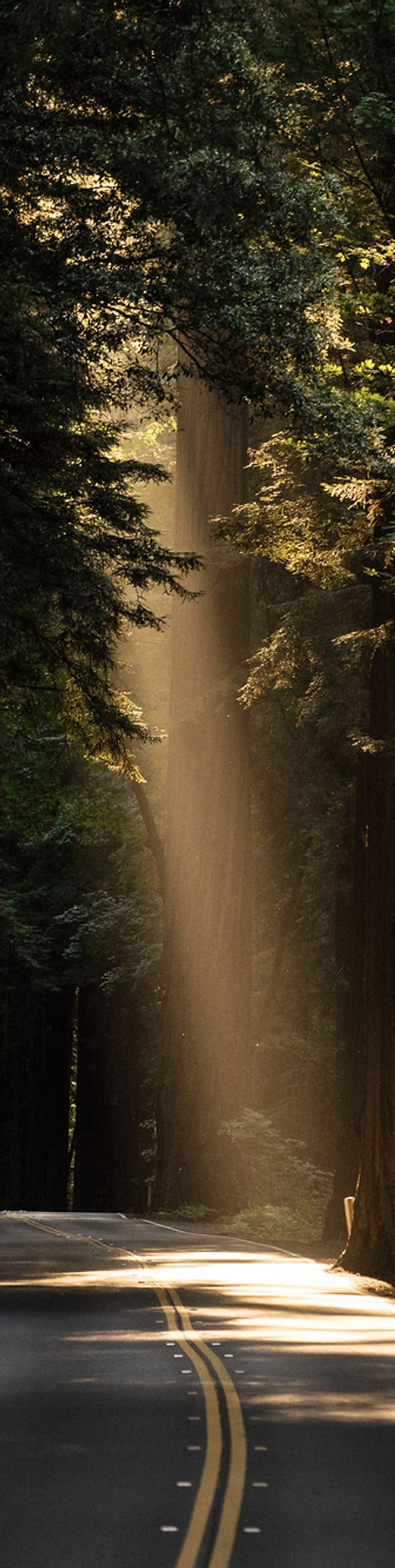 Forest Road
