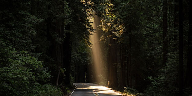 Sunlit Forest Road