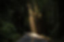 Forest Road