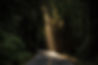 forest Road