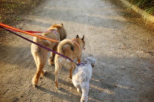 Three different dogs orderly walking side by side, all on a leash. Trained, pets, on the m