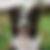 5 dogs sitting in a row looking at camera person