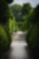 Garden Path bordered by tall hedges leading to a bench