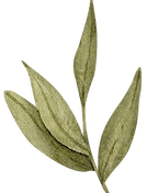 Muted green leaf watercolor art for a Brooklyn NY wellness sanctuary