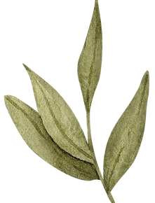 Muted green leaf watercolor art for a Brooklyn NY wellness sanctuary