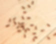 ants indoor on the wooden floor