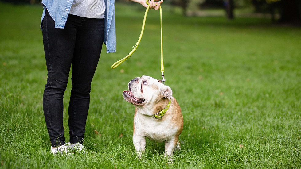 Bulldog On Leash