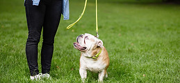 Training a Puppy