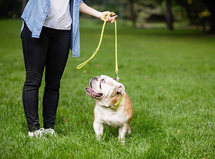 Training a Puppy