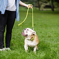 Bouledogue en laisse