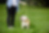 Training a Puppy