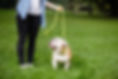 Training a Puppy