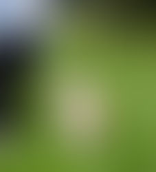 Evcil Hayvanlarda Parazitlerle Mücadele: Pire ve Kene Koruması