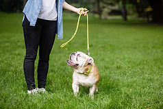 Bulldog On Leash