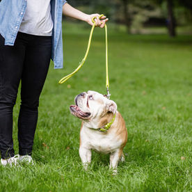 Dog Lead