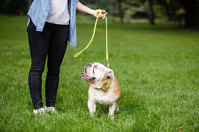 Bulldog on Leash
