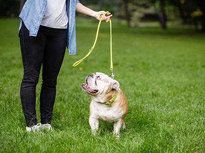 Körperliche Maßregelung beim Hund - warum sie mehr schadet als hilft