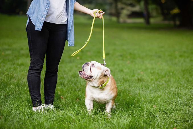 Bulldog On Leash