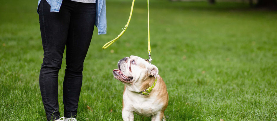 クリッカー vs. トリーツ、効果は一緒!?