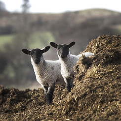 Deux moutons