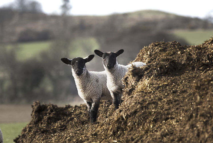 Two Lambs Outdoors