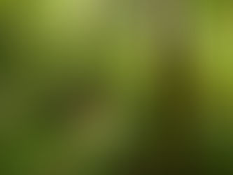 Forest Bathing: Finding Stillness and Renewal Among Auckland’s Trees