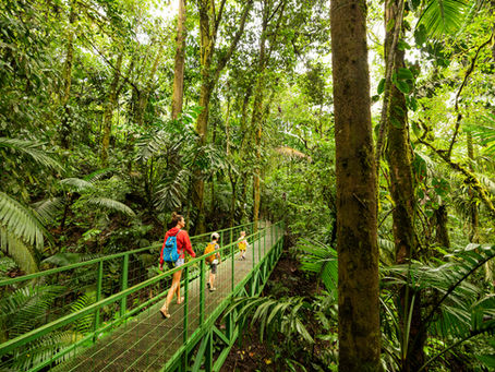 Forest Bathing: Finding Stillness and Renewal Among Auckland’s Trees