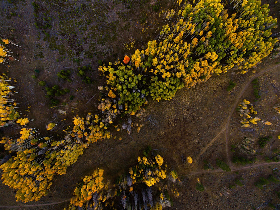 Vista aérea del bosque