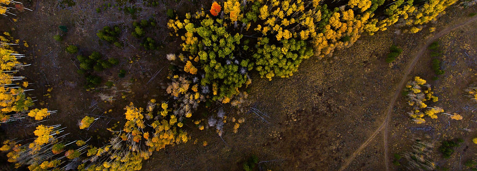 Aerial View of Forest
