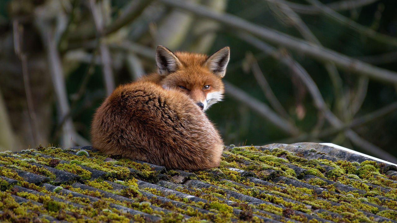 Fox
