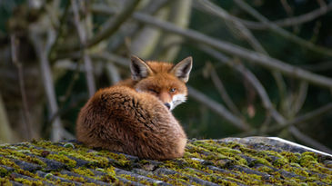 Vixen