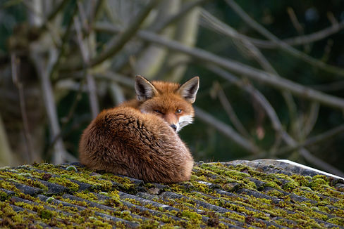 Fox